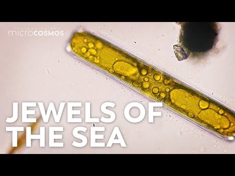Diatoms: Tiny Factories You Can See From Space