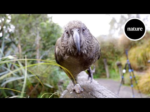 The parrots that understand probabilities