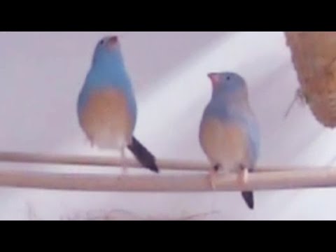 Tap dancing songbirds Blue-capped cordon-bleu