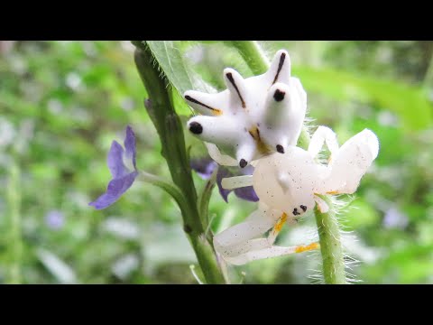 The amazing-looking Crab Spider (Epicadus heterogaster)