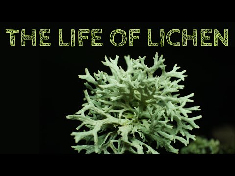 The Life of Lichen