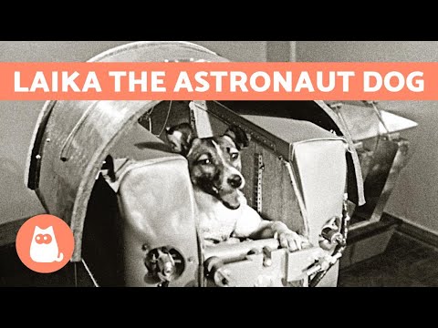 The True Story of LAIKA - the ASTRONAUT DOG 🐶 🚀