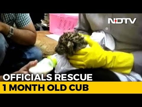 Leopard Cub Smuggled From Bangkok To Chennai. Watch Airport Staff Feed It