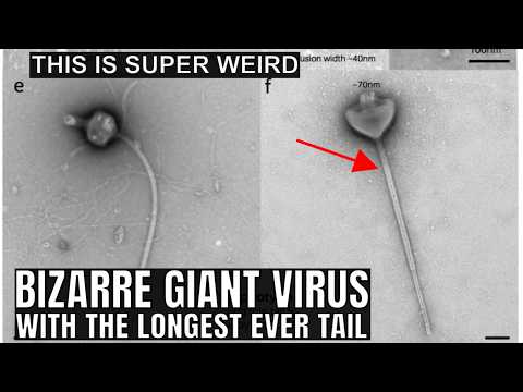 Unexplained Virus With the Longest Ever Tail Contains Unusual DNA