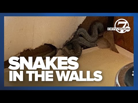 Centennial homebuyer finds snakes in the walls just over a month after closing
