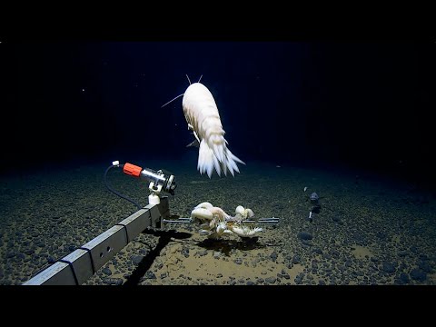 Giant Discovery in the Tonga Trench