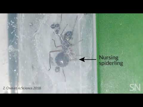 This small jumping spider is nursing her young with milk | Science News