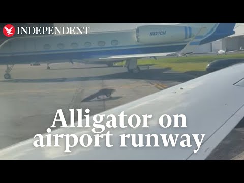 Huge alligator waddles across airport runway