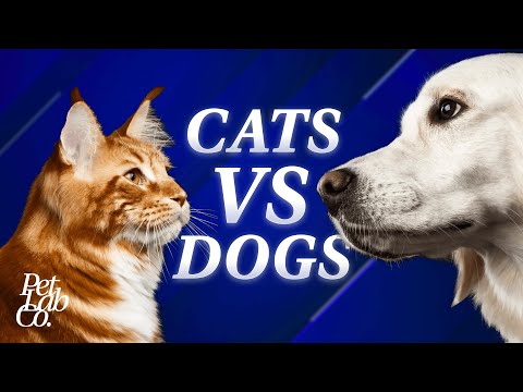 Do Cats and Dogs Hate Each Other? A Scientific Insight