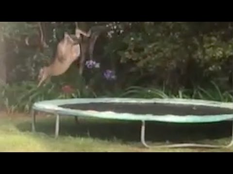 Kangaroo Flips Off Trampoline