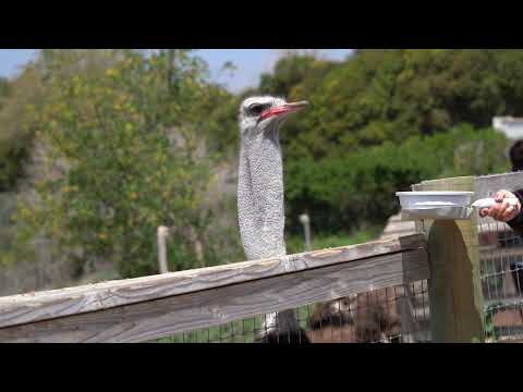 Ostrich making booming noise (mating sound)