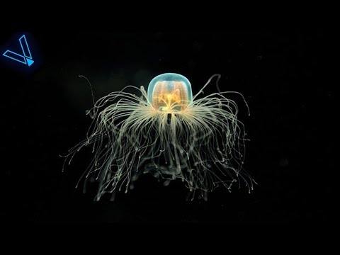 The Strange But Incredible Immortal Jellyfish