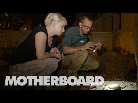 Exploring New York&#039;s Rattiest Park with a Rodentologist