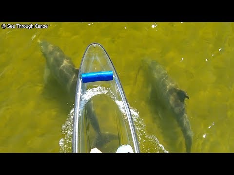 Dolphin feeding technique caught on video for the first time - Fish Kicking