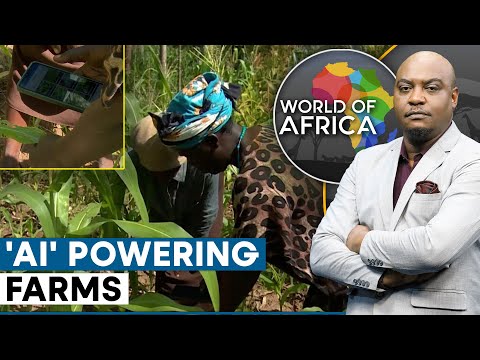 Farmers Use &#039;AI&#039; To Diagnose Crop Diseases | World Of Africa | World News