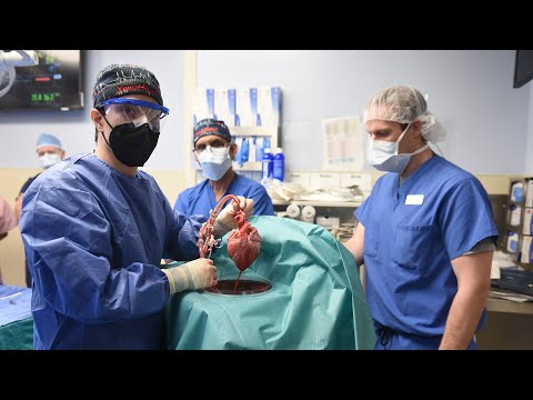 The World&#039;s First Pig Heart to Human Xenotransplant - University of Maryland Medicine