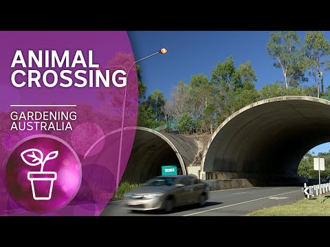 Making a bridge attractive to animals | Discovery | Gardening Australia