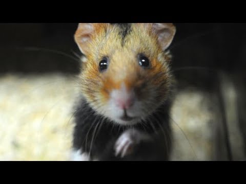 Ten Frightening and Lethal Hamster Attacks - 57