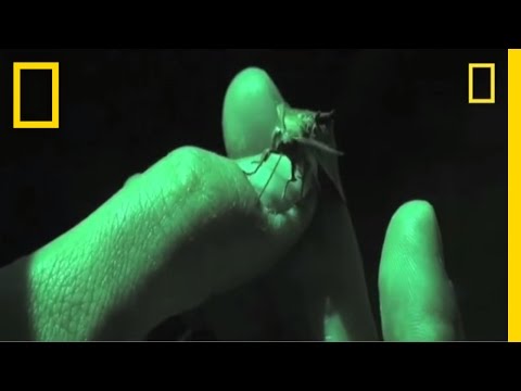 Vampire Moths Discovered | National Geographic
