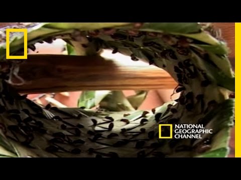 Initiation With Ants | National Geographic