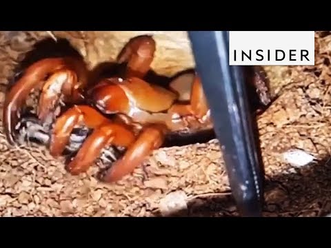 Trapdoor Spiders Are Masters Of Surprise