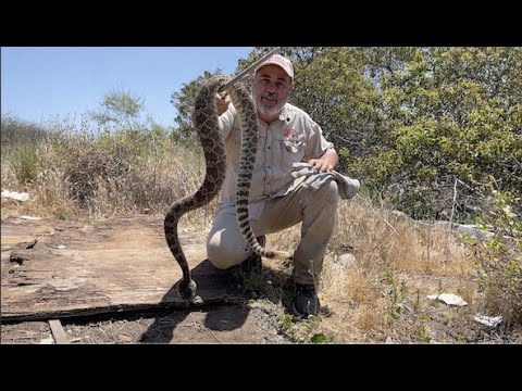 The Most Rattlesnakes I&#039;ve Ever Seen 😱