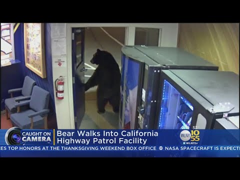 Bear Walks Into California Police Station