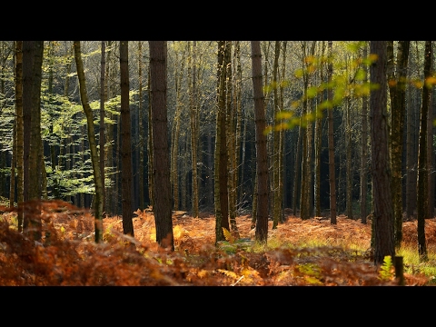 America&#039;s trees are migrating north and west