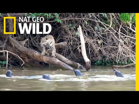 Jaguars vs. Giant Otters: Who Will Win? | Nat Geo Wild