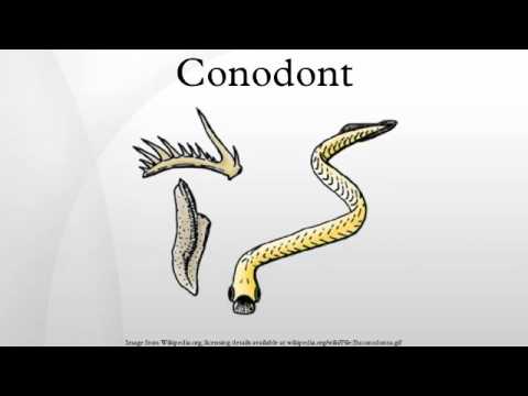 Conodont