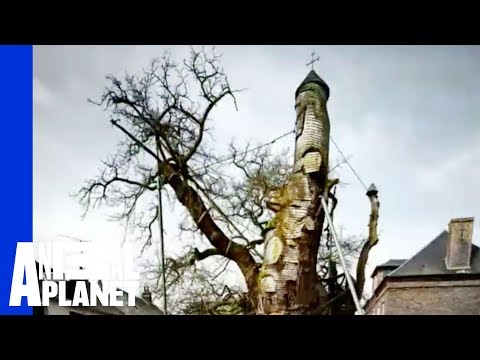 La Chene Chapelle Treehouse | Ultimate Treehouses