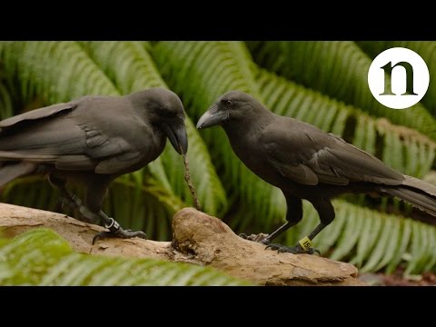 Rare crow shows a talent for tool use