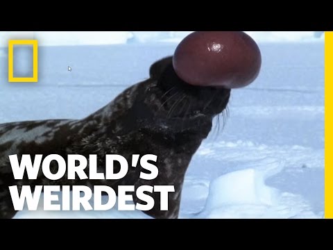 10 Totally Weird Creature Adaptations - 38