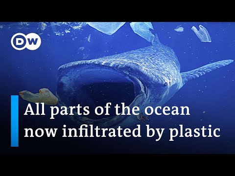 88% of marine species affected by severe plastic pollution | DW News
