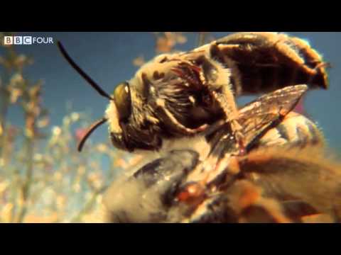 The Life of Blister Beetles - Insect Worlds - Episode 3 Preview - BBC Four