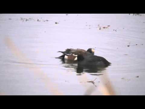 American Wigeon Kleptoparasitism