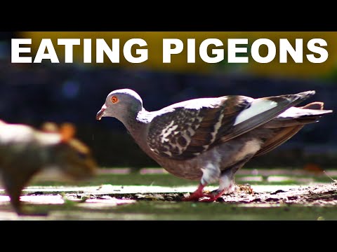 The history and virtues of eating pigeon meat (squab)