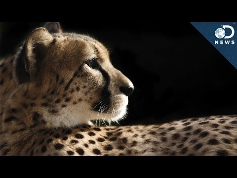 How Cheetahs Are Killing Themselves