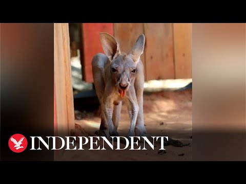 Baby joey pulls disgusted face after swallowing dirt