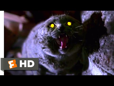 Pet Sematary (1989) - The Cat Comes Back Scene (2/10) | Movieclips