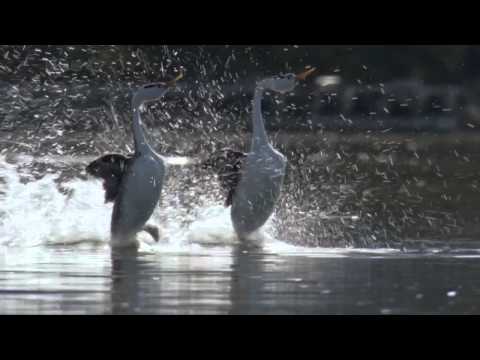 BBC Life: The Grebes