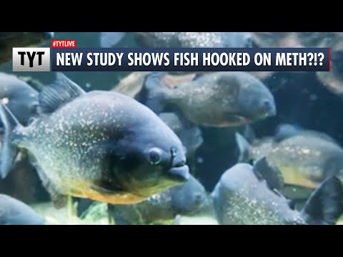 New Study Reveals Disturbing New Facts About Fish