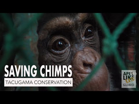 SAVING CHIMPS: Tacugama Chimpanzee Conservation