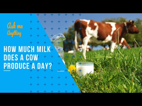 How Much Milk Does a Cow Produce a Day? How Much Milk Does a Holstein Cow Produce Per Day?