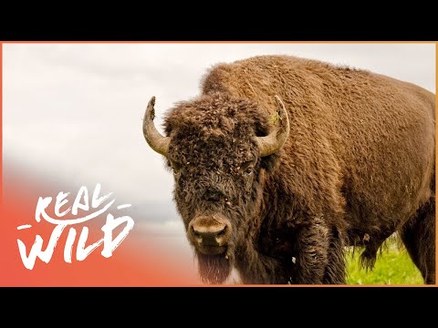 Buffalo In The House! | Animal Odd Couples | Real Wild Shorts