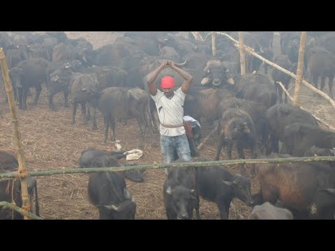 Nepal&#039;s mass animal slaughter begins despite outcry | AFP