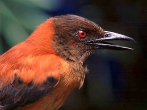 Discovery: First Scientifically Confirmed Poisonous Bird