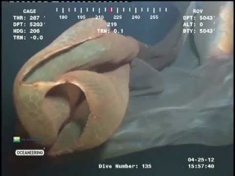 Weird sea creature caught on film - Cascade Creature Original