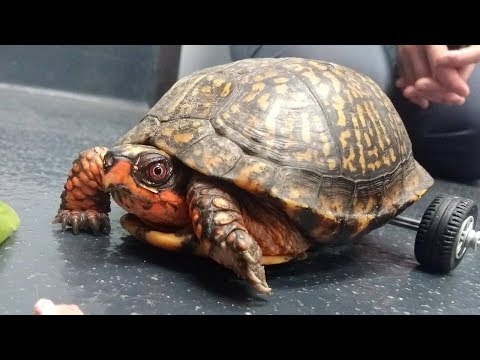 LSU Veterinarians Get Pedro the Turtle Moving