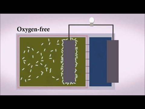 Electrifying Wastewater: Using Microbial Fuel Cells to Generate Electricity